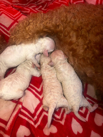 Toy poodles