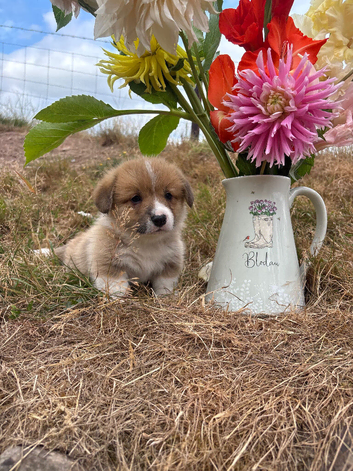 KC Pembrokeshire Corgi Puppies with Champion Breeding