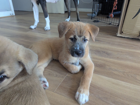 Meet Our Gorgeous Gaelic Bear Princess!