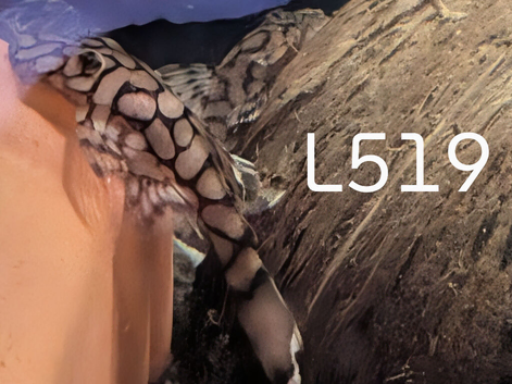 L519 / Rio itensez (Honeycomb) pleco