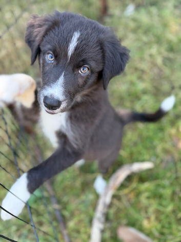 NOW REDUCED available last little one, female B&W