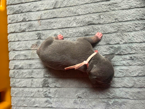 Staff x bullie pups