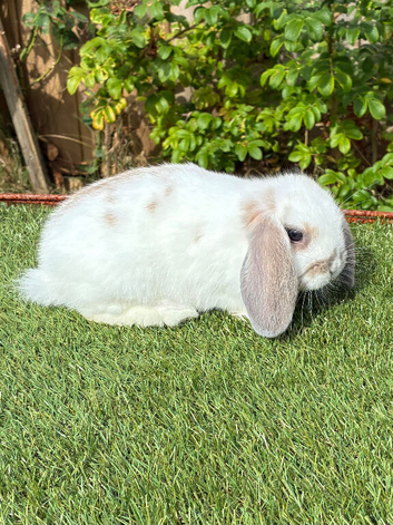 Pure bred mini lop .