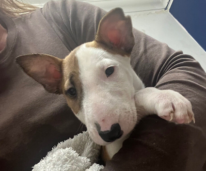 KC Registered 3 x Left ready for their forever homes