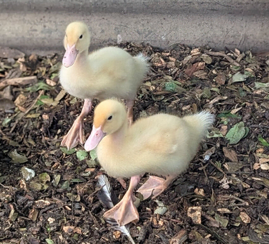 Two Aylesbury ducklings