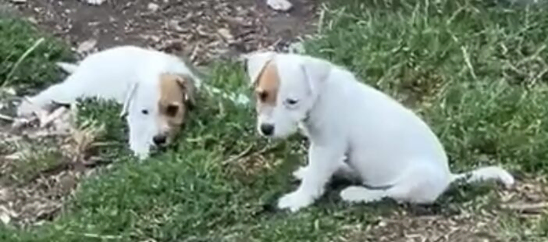 Jack Russell terrier puppies for sale