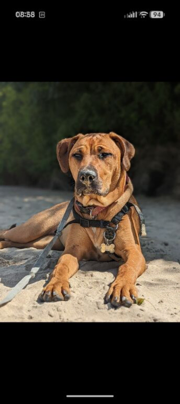 Wanted Stud for my Female Rottweiler X Mastiff/Staffy