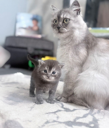 British longhair kittens