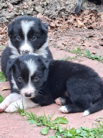 Gorgeous traditional collie pups for sale