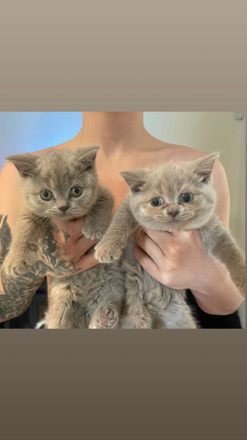 4 stunning kittens