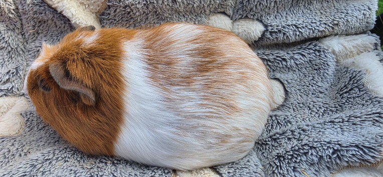 female baby guinea pigs