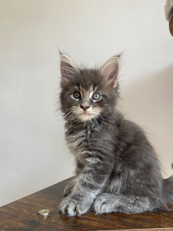 GCCF Maine Coon kittens