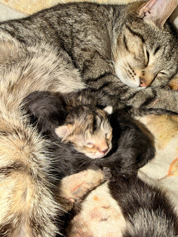 Tabby x Persian x ragdoll kittens for sale