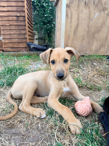 5 boys available