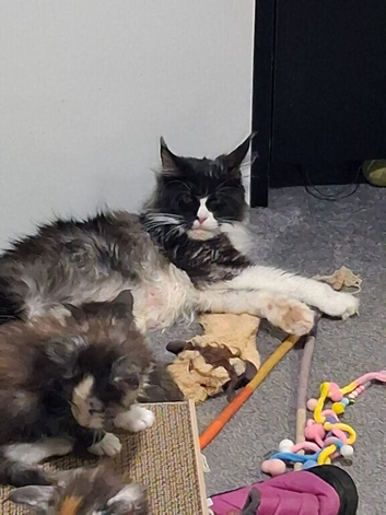 5 maincoon kittens