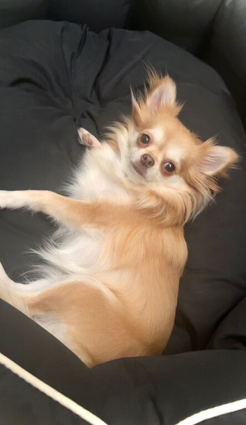 Long haired Chihuahua litter due!
