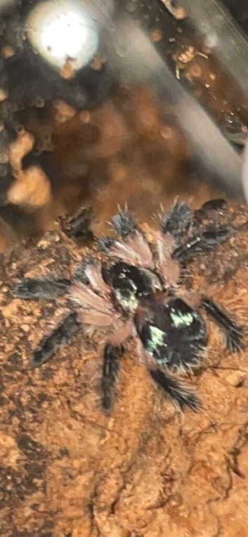 Brazilian jewel tarantula