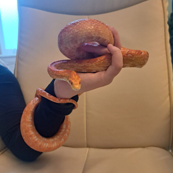 Henri, Friendly Melanistic Corn Snake with Complete Setup