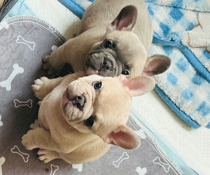 French bulldogs