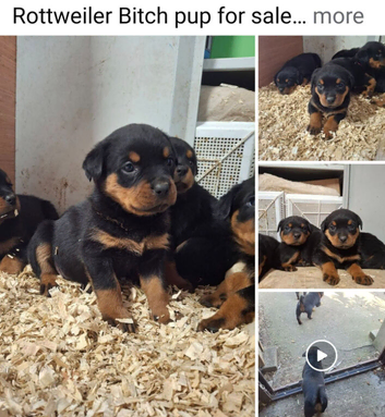 Female rottweiler pup