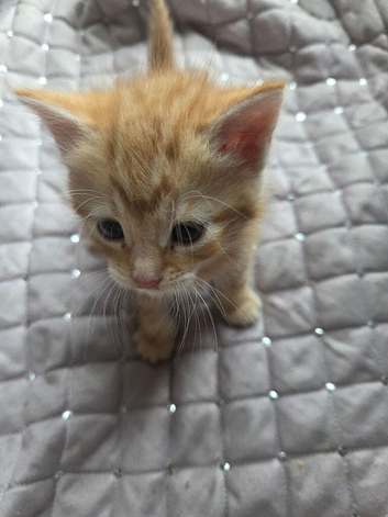 3 kittens looking for a good home, 2 boys, one girl