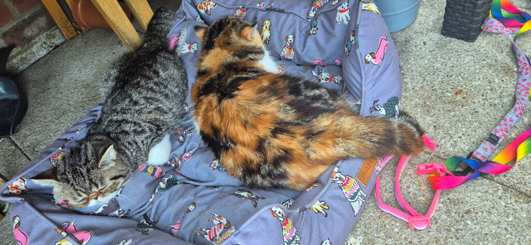 Exotics kittens
