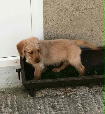 READY NOW. GOLDEN MINIATURE LABRADOODLE BOYS FROM 5* LICENCED BREEDER.