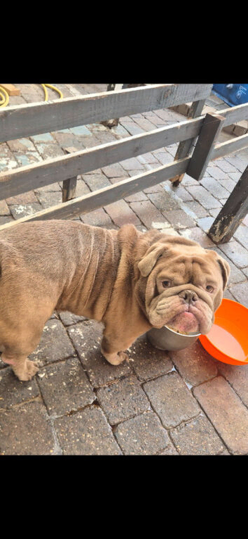 Dog