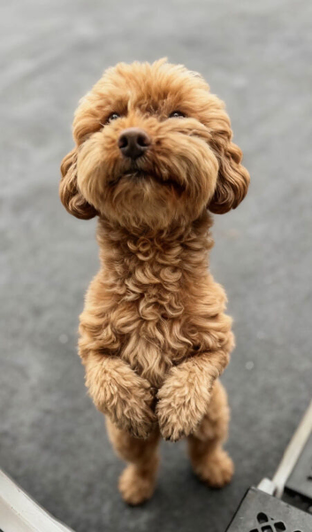 Miniature poodle for sale