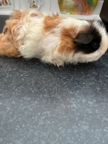 Beautiful Teddy Female