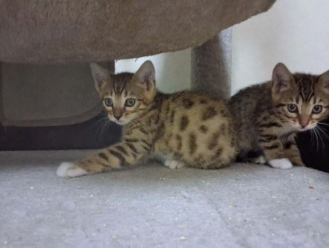Last available male kitten