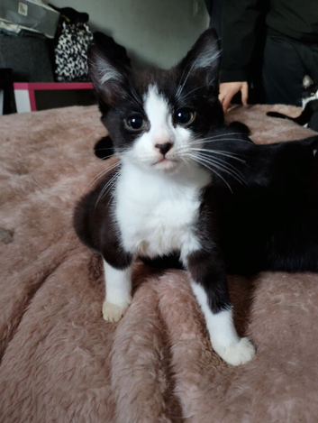 2 ten week old kittens. 1 black and white, 1 black