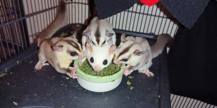 Breeding trio
