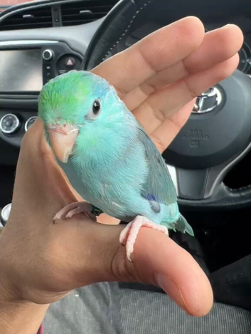 Beautiful Hand Tame Baby Parrotlet