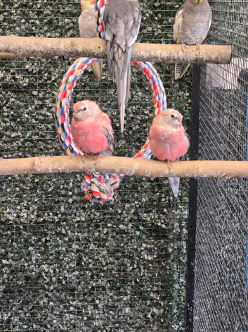 Beautiful Rosa Bourke's Parakeet Pair - Healthy Birds