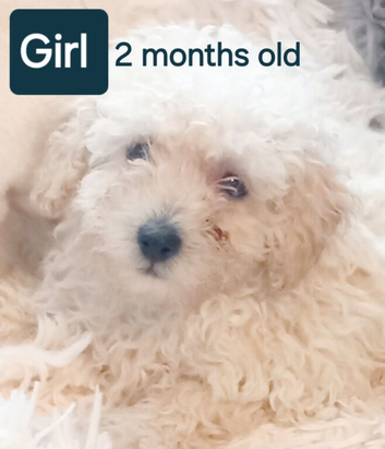 BEAUTIFUL TEDDY BEAR PUPPY FOR SALE