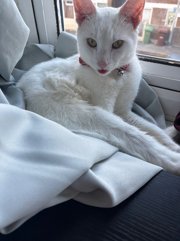 1 year old cat