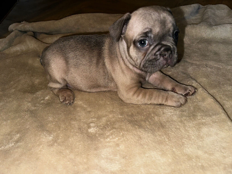 4 male puppy&rsquo;s