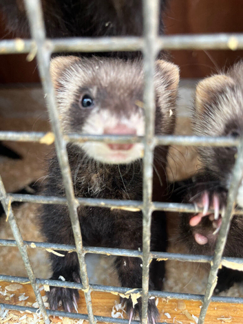 Young polecat ferret