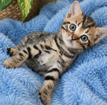 READY 31ST BENGAL X SELKIRK REX BOYS