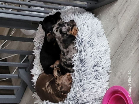 Chiweenies for sale to a good home