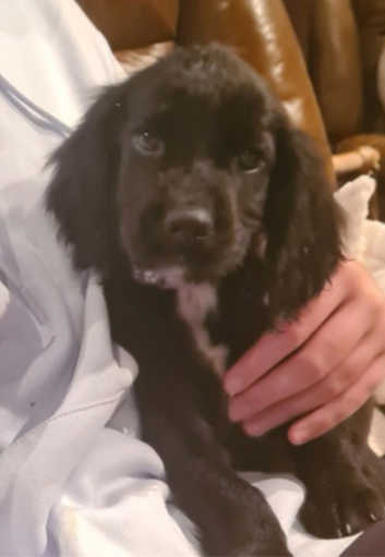 Stunning, vet checked F1 Sprocker puppies from KC Cocker x KC ESS