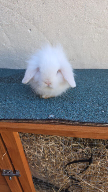 Mix lion head/ mini lop baby for sale