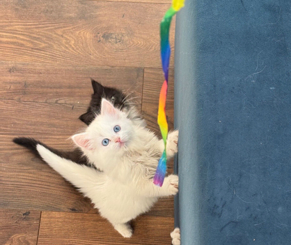 Ragdoll x Turkish Angora kittens