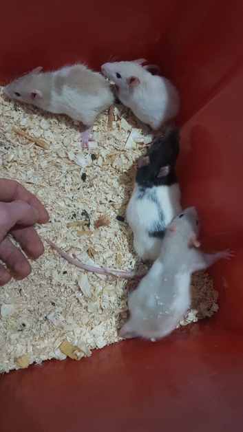 Male rats