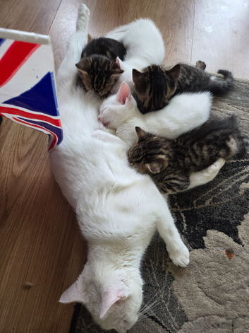 5 x beautiful kittens