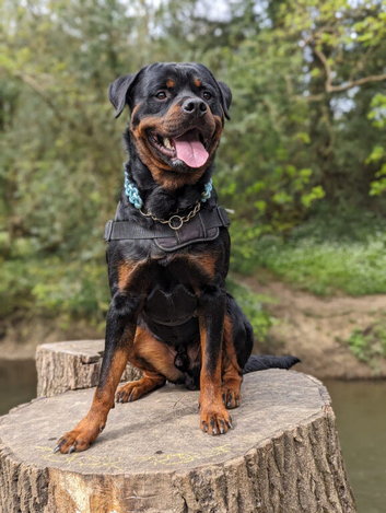 Beautiful proven Rottweiler Stud