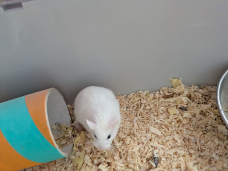 2 Male Dwarf Roborovski Hamsters