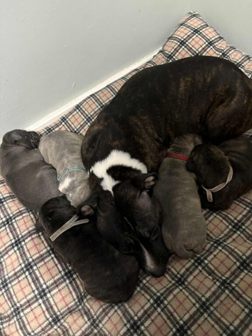 Puppies for sale