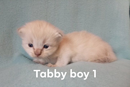 Champion bred male ragdoll kittens